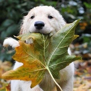 I just L🥰VE the Fall, don't you? ❤🧡💛🤎.
You know what else I love?!?!...#puppies in Fall😁
I hope everyone is taking time to be with their loves ones on these chilly mornings, sunny afternoons, and cozy evenings!
#studioqdesigns #allqedup #that